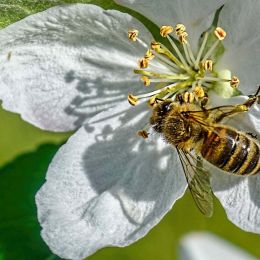 AppleBlossom