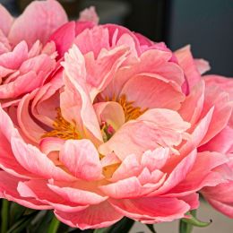 Peony