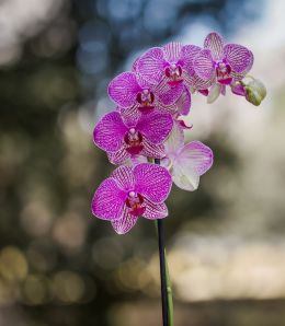 Orchids