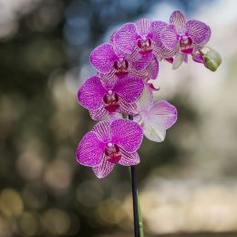 Orchids