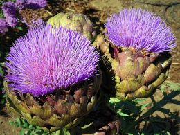 Artichoke Blossom