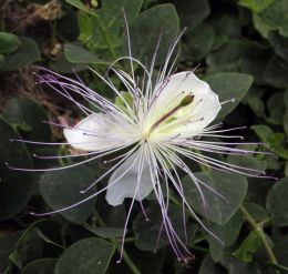 Caper flower