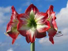 Amaryllis Picture