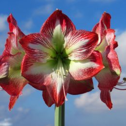 Amaryllis