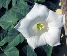 White flower