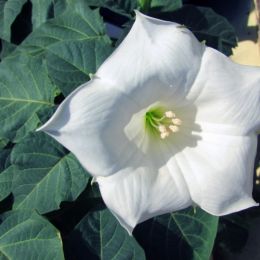 Whiteflower