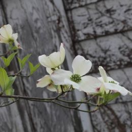 weathered beauty Picture