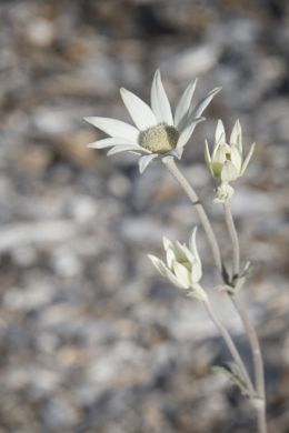 Flannel Flower