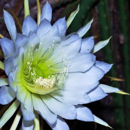 NightBloomingCereus