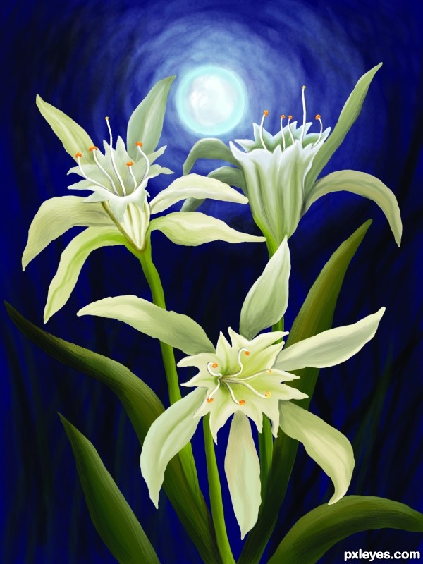 Creation of Lillies in the night: Final Result