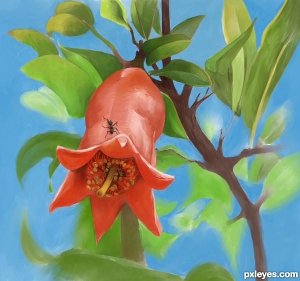 pomegranates flower