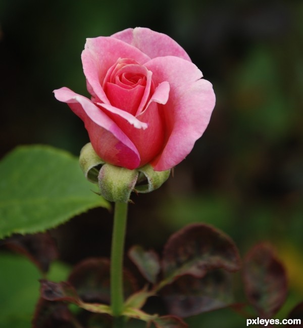 Creation of Rose bud: Step 1