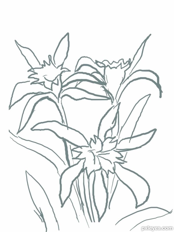 Creation of Lillies in the night: Step 1