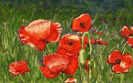 ThicketwithPoppies