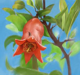 pomegranatesflower