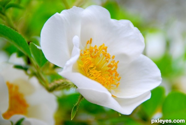 Cherokee Rose