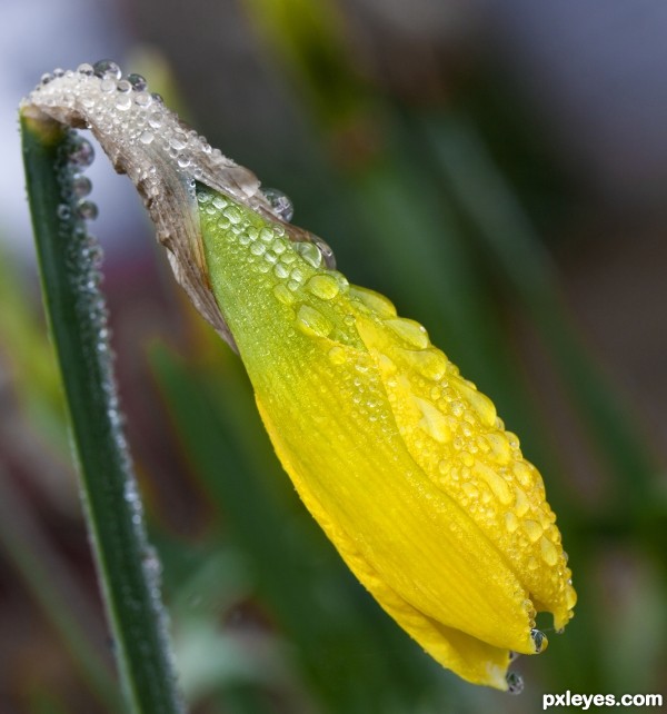 Daffodil