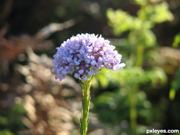 Flower of Flowers