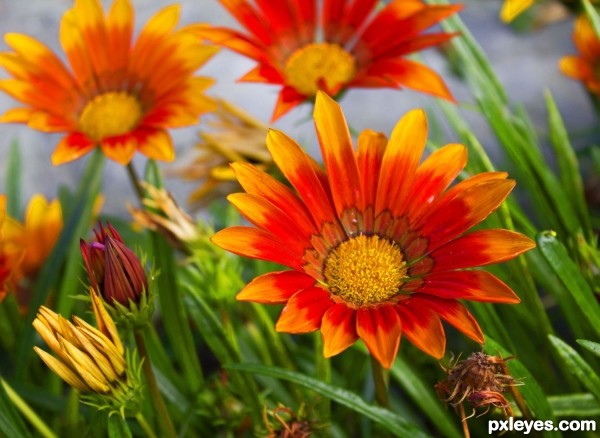 Livingston Daisies