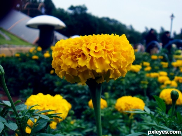 Marigold Flowers