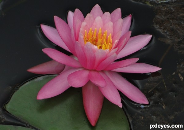 Nymphaea