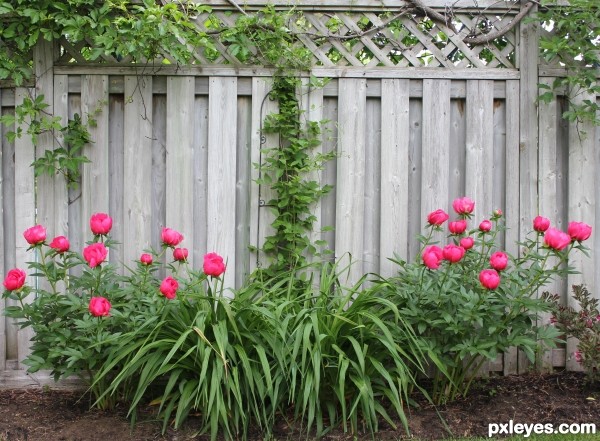 Peonies