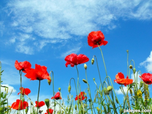 Poppies