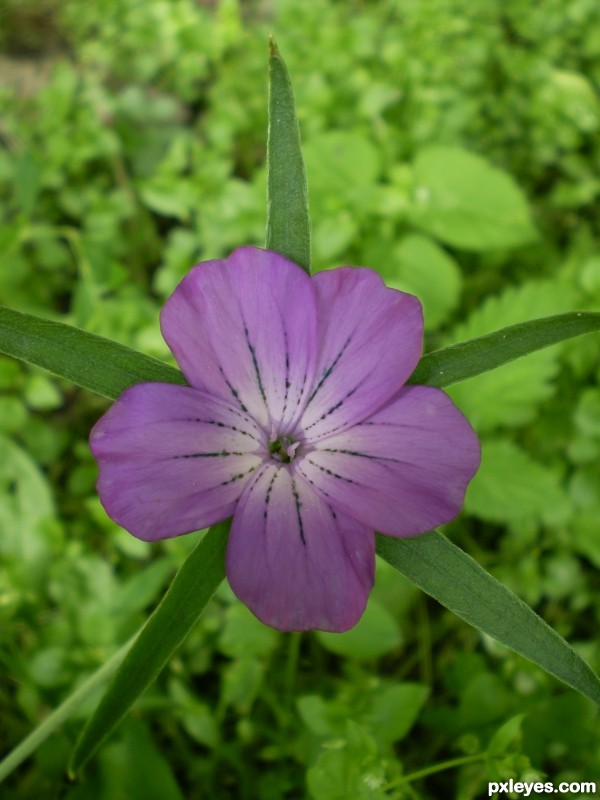 Purple flower