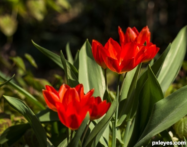 Red and Green