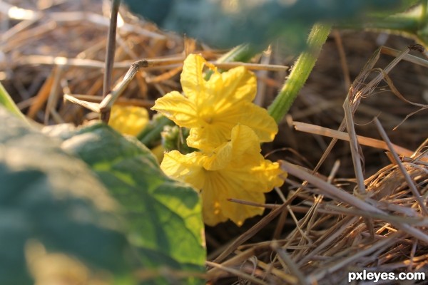 Squash Flowers