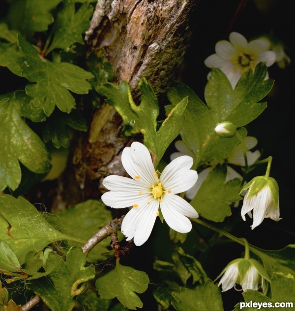 Wild flowers