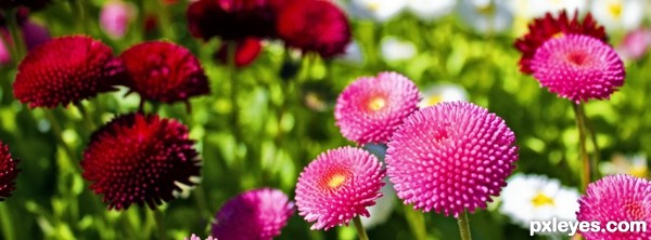 Zinnias