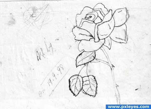 rose flower drawing. Rose.