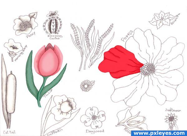 Creation of Flower Drawing Lessons: Final Result