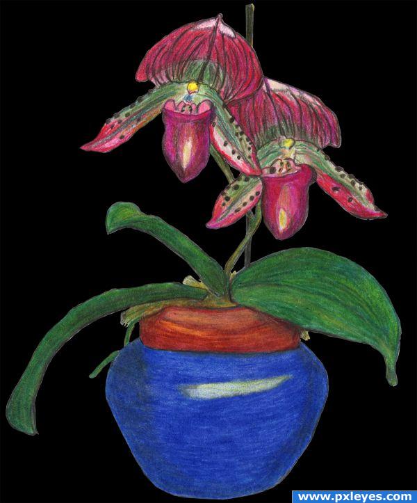 Purple Orchid In Blue Vase