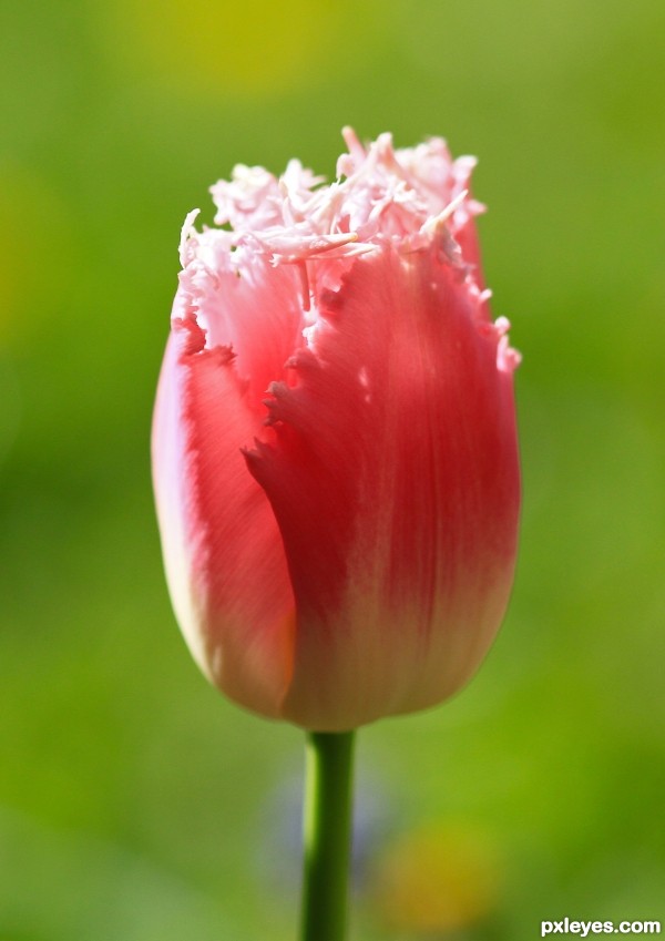 tulip