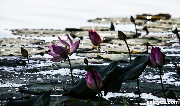 waterlilies