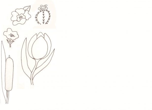 Creation of Flower Drawing Lessons: Step 15