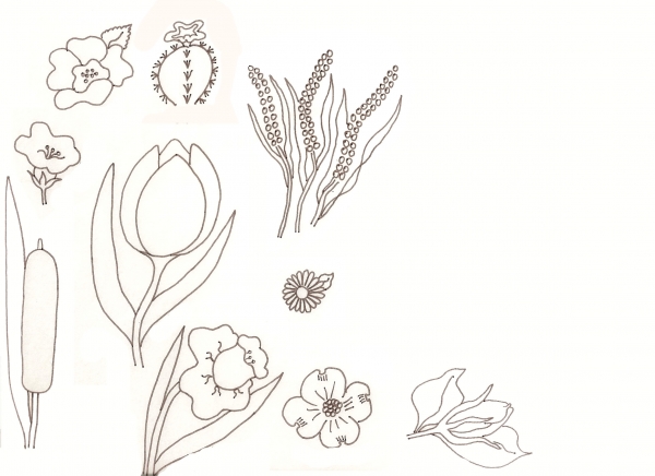 Creation of Flower Drawing Lessons: Step 29