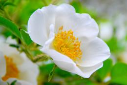 Cherokee Rose