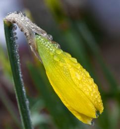 Daffodil