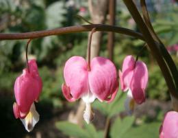 Dicentra (Bleeding Heart)