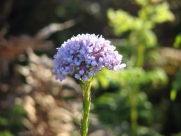 Flower of Flowers