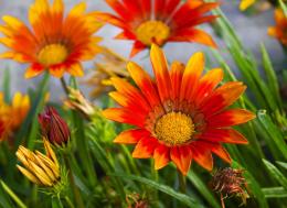 LivingstonDaisies