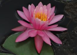 Nymphaea