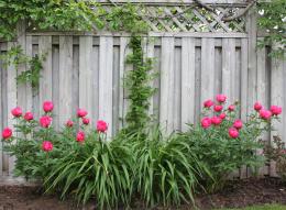 Peonies