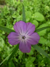 Purple flower