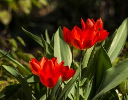 Red and Green