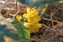 Squash Flowers