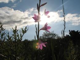 Through the sunlight